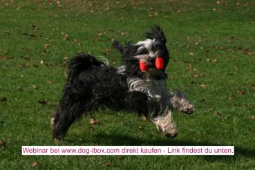 Apportieren Teil 1 -  Aufbau