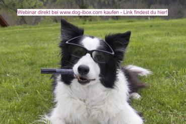 Mentaltraining für Hundesportler